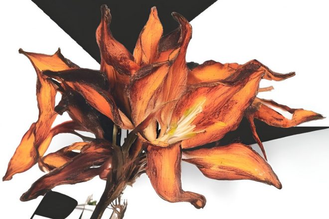 ​Abundance publica ‘Florilegi II’, su nueva compilación colectiva