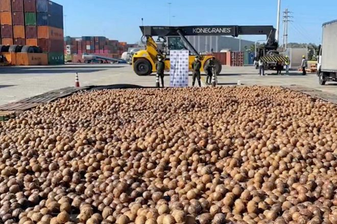 La policia colombiana incauta 20.000 cocos rellenos de cocaína líquida